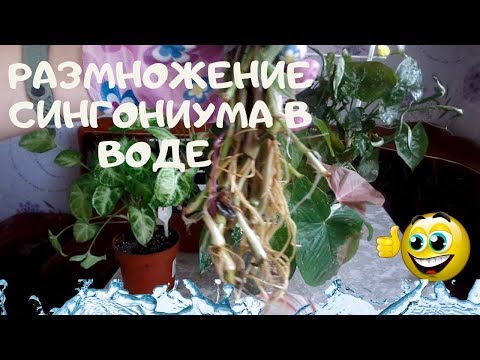 Видео: Размножение сингониума(Syngonium) промежуточными узлами и верхушками .Укоренение в воде