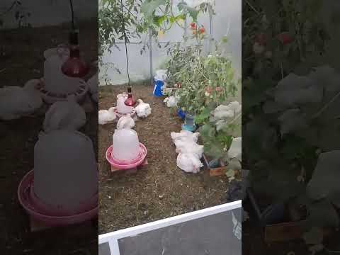 Видео: Августовские дела. 