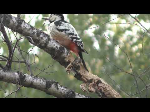 Видео: Белоспинный дятел обследует дерево