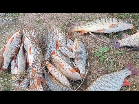 Видео: Сазан на Нуре, ловим Карасей, Язей, Лещей и активную щуку