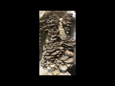 Видео: Грибная Ферма в Прямом Эфире! 3й выпуск (2025) Вешенок Стало Больше!