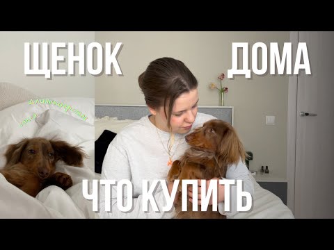 Видео: Как мы завели щенка: почему длинношерстная такса, что купить домой, какие контакты нужны