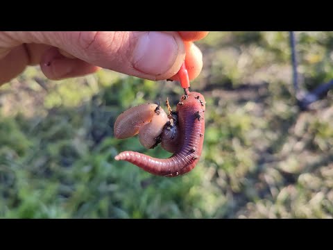 Видео: Рыбалка на червя выползка. Простая весенняя снасть и наживка