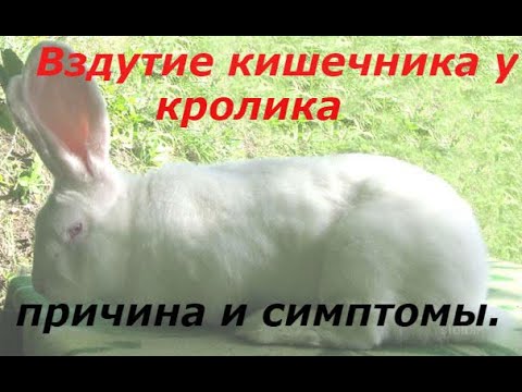 Видео: Вздутие кишечника у кроликов,причина и симптомы.#вздутие_у_кроликов.