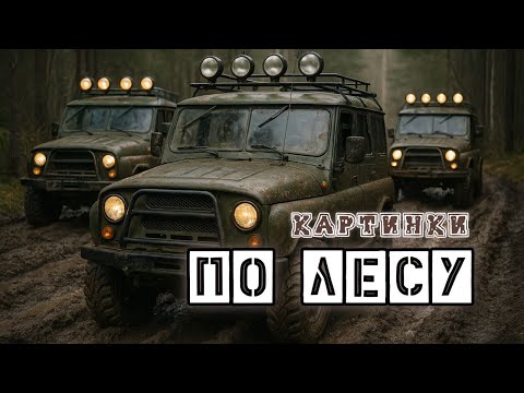 Видео: Картинки - По Лесу