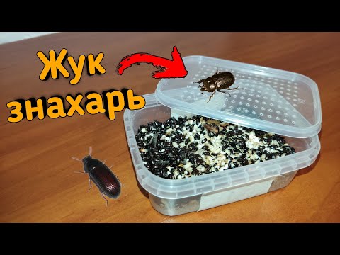 Видео: Жук знахарь в домашних условиях - содержание - кормление