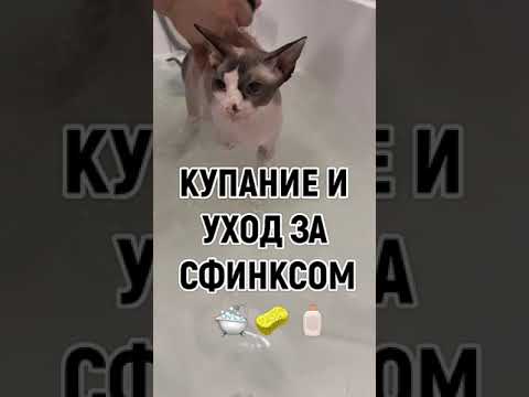 Видео: КУПАНИЕ И УХОД ЗА СФИНКСОМ ЛЮСЕЙ (полное видео)
