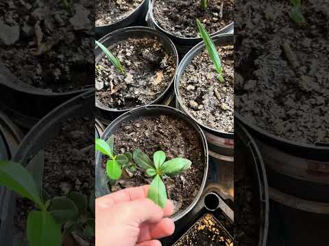 Видео: Пальмы и др.