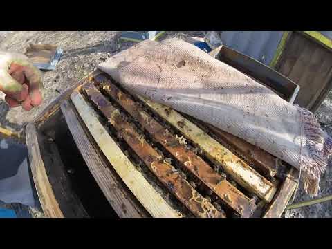 Видео: Пересадка пчёл после зимовки в чистые улья. Весна на пасеке. Beekeeping for beginners