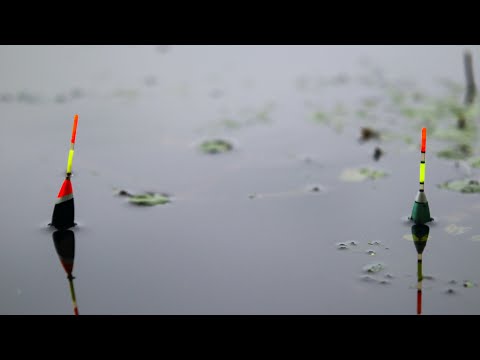 Видео: В Неміровці на річці Уж карась і лящ ЖИРУЄ в метрі від берега