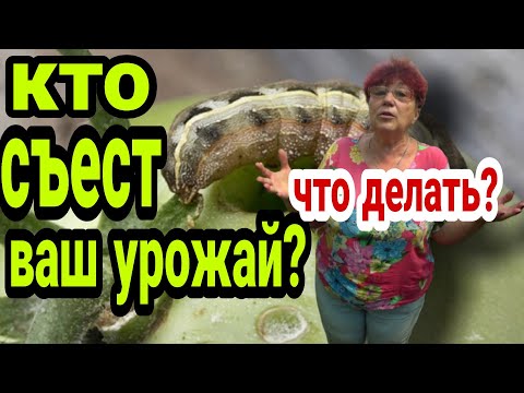 Видео: Гусеница в помидорах и перце. Что делать?