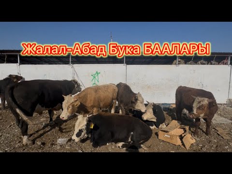 Видео: 11.10.2025 УЙ, ТОРПОК, БУКА, СААН УЙЛАР БААЛАРЫ