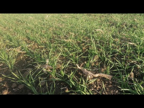 Видео: Озима пшениця RAGT РЕФОРМ.