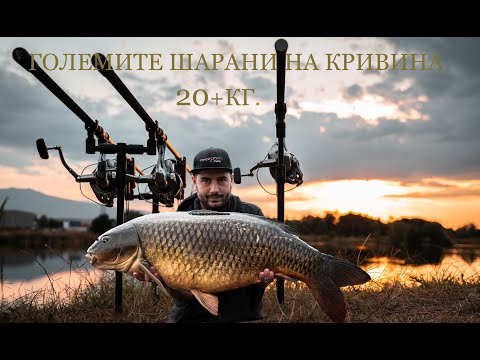Видео: 20+ кг. Трофейни Шарани на Езерото Кривина / 20+kg. Trophy Carps on Krivina Lake