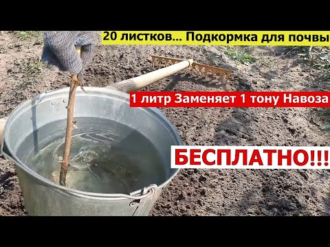 Видео: 20 листов.  Подкормка для почвы  БОГАЧЕ ЧЕМ НАВОЗ И БЕСПЛАТНО!  Пролейте этим землю осенью