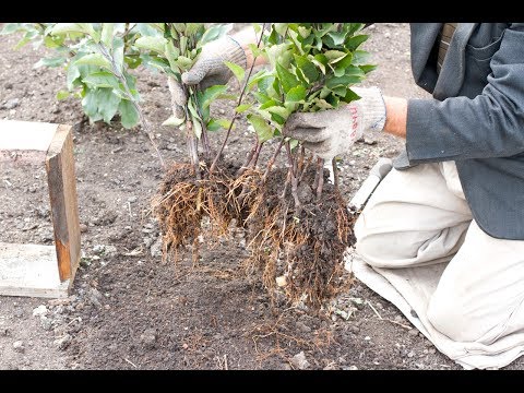 Видео: Как вырастить клоновый подвой. 2 часть - окучивание