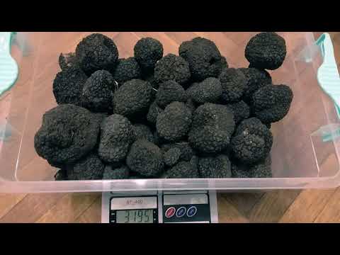 Видео: Tuber aestivum - най-често срещаният търговски вид трюфел в България.