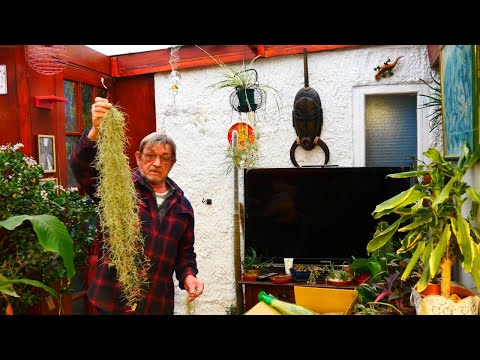 Видео: Как выращивать и размножать тилландсию, испанский мох, бороду старика (воздушные растения)