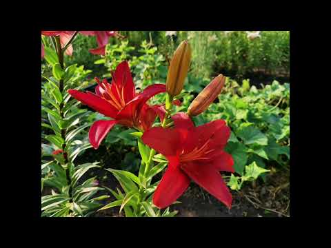 Видео: Цветы 2021 год