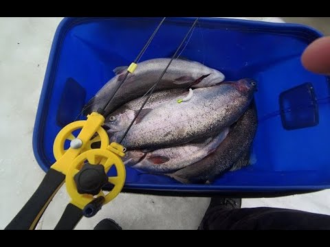 Видео: ЛОВЛЯ ФОРЕЛИ НА ЖИВЦА И РЕЗИНУ В "РЫБАЦКОМ КОРДОНЕ"