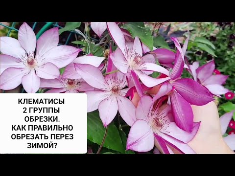 Видео: КЛЕМАТИСЫ 2 ГРУППЫ ОБРЕЗКИ! КАК ПРАВИЛЬНО ОБРЕЗАТЬ ПЕРЕД ЗИМОВКОЙ?