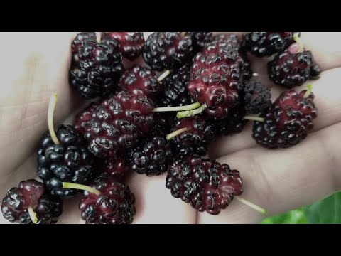 Видео: Шелковица в Подмосковье. Особенности выращивания.