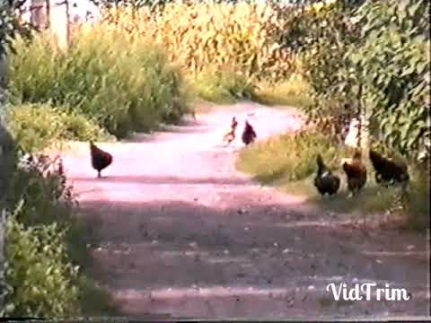 Видео: ІСТОРІЯ МЕДВЕДІВСЬКОГО КРАЮ.