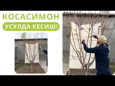 Видео: ХОНАДОН ВА БОҒЛАРДА КОСАСИМОН УСУЛДА ДАРАХТ КЕСИШ!