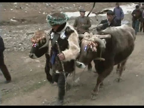 Видео: День первой борозды в с.Кани