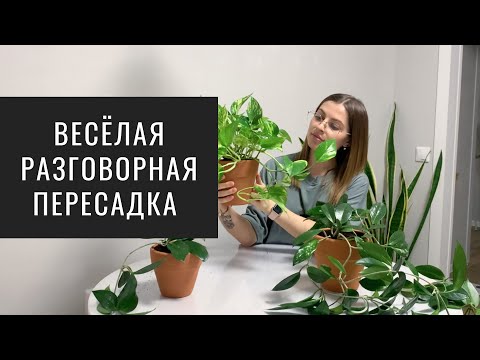 Видео: Разговорная Пересадка. Сциндапсус Золотистый и Хойя Мясистая