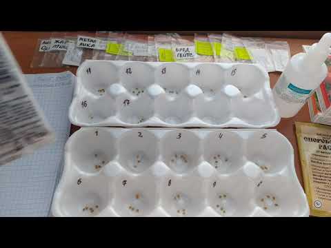 Видео: ПОСЕВНАЯ 2022 началась!ТОМАТЫ  ОБЕЗЗАРАЖИВАЮ и ЗАМАЧИВАЮ семена DWARF  /Sowing has begun, dwarf