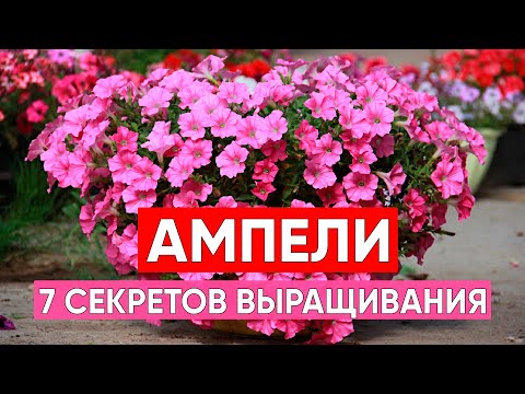 Видео: АМПЕЛЬНЫЕ ПЕТУНИИ!!! СЕКРЕТЫ выращивания! Выращиваем рассаду петуний правильно, подкармливаем