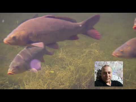 Видео: Пруд,аэрация химическая или механическая?часть 2