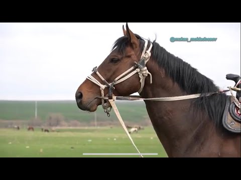 Видео: Ержан Нуржан кожа мырзалардын елден бата алу кокпары 21 02 2022 Жетісай көкпар
