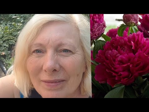 Видео: @OlenaSad Ще один гарний сорт ,,,Армані ,,, ! 11 вересня 2025 р.