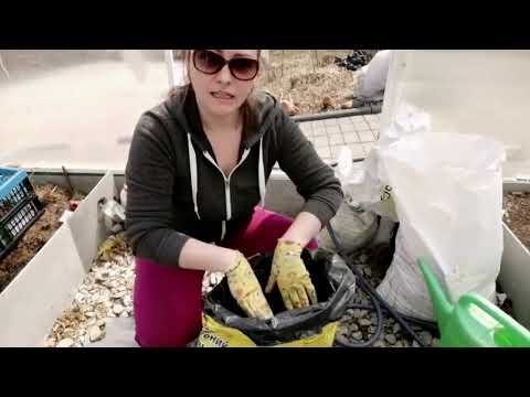 Видео: ВАМ НУЖНО ПОПРОБОВАТЬ ОГУРЦЫ В МЕШКАХ | ВЫРАЩИВАНИЕ И ФОРМИРОВАНИЕ РАННИХ ОГУРЦОВ