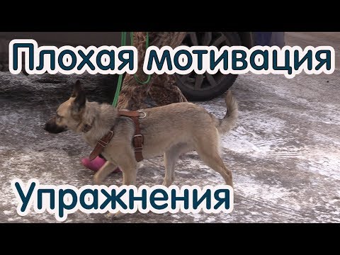 Видео: Плохая мотивация, растормаживание через добывание корма и простые упражнения