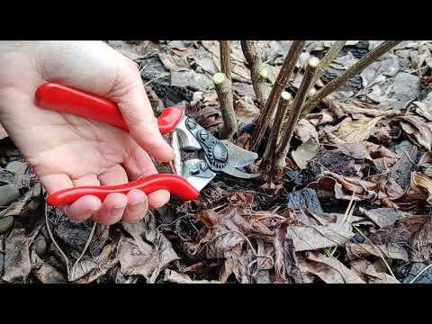 Видео: 🇺🇦 🌿Весна 🌿. Обрізаємо, формуємо волотисті гортензії Graffiti та Framboisine (Самарська Лідія)