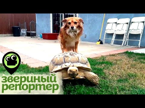 Видео: Звериный репортер. Самые смешные видео про животных. Нежная дружба хищников и запредельный оскал