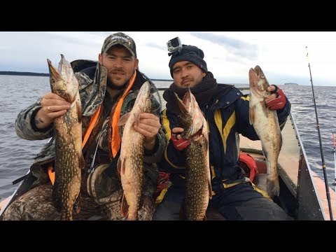 Видео: Супер клев | Осенняя рыбалка на Ладоге