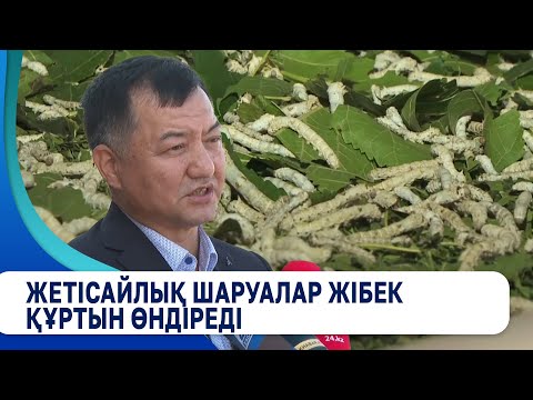Видео: Жетісайлық шаруалар жібек құртын өндіреді