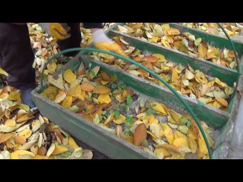 Видео: 🌱Укрытие череночника на зиму.