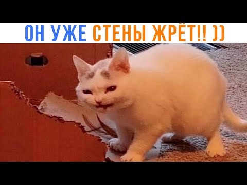 Видео: ТОХА ГОЛОДНЫЙ ))) Приколы с котами | Мемозг 1586