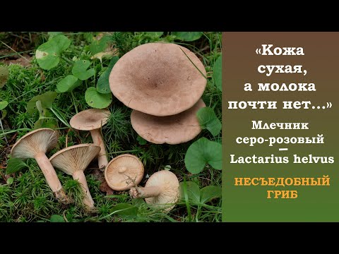 Видео: "Кожа сухая, а молока почти нет".  Млечник серо-розовый - Lactarius helvus