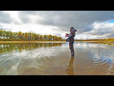 Видео: Взял Микроджиг и поехал НА РЫБАЛКУ С БЕРЕГА! Проводки на Окуня и Щуку осенью