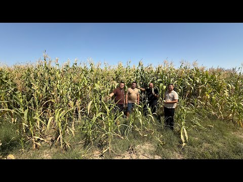 Видео: ТУРТКУЛДА АЖОЙИБ ЯНГИЛИК ТЕЗ КУРИНГ 15 ГЕКТАР СИЛОС 9 сентября 2025 г.