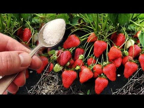 Видео: Всего 1 Ложка под Клубнику! Завалит Ягодами раньше срока! Срочно внесите уже сейчас под каждый куст