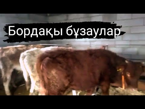 Видео: бұзаулар🐮откормда🔥. бұзауларға не беріп жатырмыз?