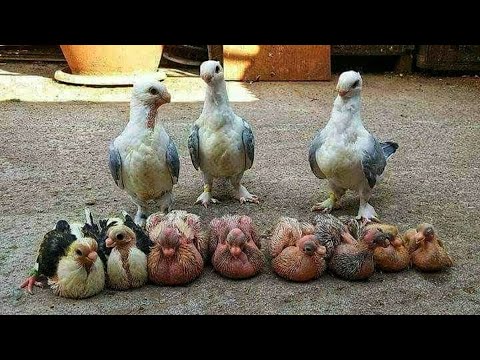 Видео: ГОЛУБИ ГЛИСТЫ ПРОБИОТИКИ И ЯЧМЕНЬ