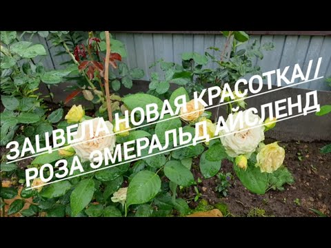 Видео: 230#Роза Эмеральд Айсленд//Первое цветение//21.07.25🥀🥀🥀